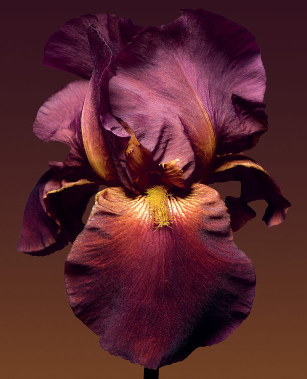 Iris « in the Garden »